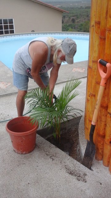 New Areca Palm